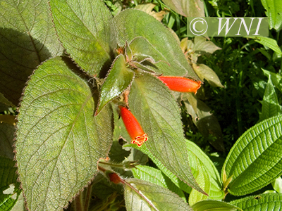 Kohleria tubiflora (Guatatuco, Gesneriaceae)